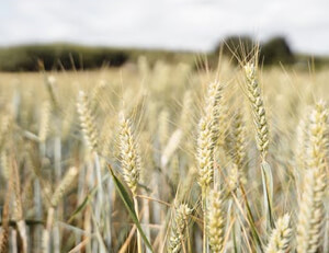 红色风暴再起！马德里竞技触底反弹，连胜之路铸就新传奇